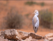 محمية الإمام تركي بن عبدالله تحتضن 91 نوعًا من الثدييات والطيور والزواحف