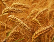 “الأمن الغذائي”: صرف أكثر من 109 ملايين ريال لمزارعي القمح المحلي