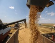 البيئة: دراسة لتقييم زراعة وحصاد 4 أصناف جديدة من بذور القمح عالية الجودة والإنتاجية