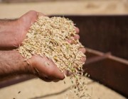 تقييم 4 أصناف جديدة من القمح عالي الجودة