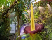 “زهرة الجثة” نبتة نادرة تجذب زوار حديقة أمريكية رغم رائحتها الكريهة