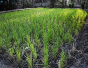 موسم “الأرز الأغلى” بالعالم