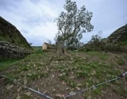  القبض على صبى يقطع شجرة شهيرة منذ 200 عام في بريطانيا