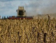 انقسام أوروبي.. 3 دول تفرض حظراً على الحبوب الأوكرانية