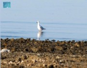 380 نوعًا من الطيور تستوطن سواحل تبوك