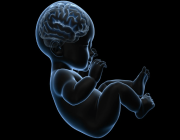 تغيرات هرمونية يمكن أن تفسر ظاهرة “دماغ الطفل” لدى النساء قبل الولادة