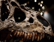 دراسة تجيب أخيرا عن السبب الذي أدى إلى انقراض الديناصورات