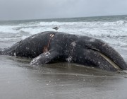 دراسة تكشف سبب نفوق الحيتان