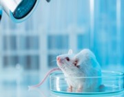 علماء يطوّرون أجنة فئران في الفضاء