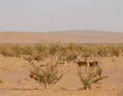 محمية جديدة في 3 مناطق سعودية