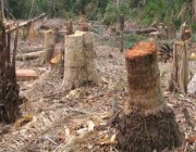 30 مليوناً عقوبة "تكرار قطع الأشجار"