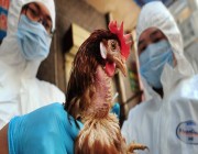 اليابان ترصد أول حالة إنفلونزا طيور هذا الموسم وتعدم 40 ألف طائر