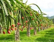 زراعة 7 آلاف شتلة من فاكهة "الدراقون"