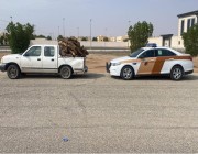 شرطة محافظة النبهانية بمنطقة القصيم تضبط مخالفًا لنظام البيئة