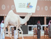 “أمانة الرياض” تشارك في مهرجان الملك عبدالعزيز للإبل في نسخته الثامنة