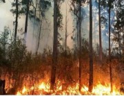 إندلاع أكثر من 50 حريقا جراء ارتفاع درجات الحرارة في أستراليا