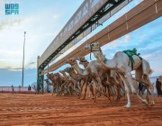 اختتام سباقات الهجن بمهرجان الملك عبدالعزيز بجوائز تجاوزت 85 مليون ريال