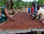 التعدين غير الشرعي يهدد صناعة الكاكاو في غانا .. مخاطر تواجه 700 ألف طن من المحصول