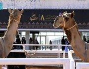 العروض التفاعلية والألعاب الترفيهية تجذب زوار مهرجان الملك عبدالعزيز للإبل في نسخته الثامنة