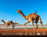 المطية “بنيان” تحصد سباقات الهجن في الأشواط الصباحية بمهرجان الملك عبدالعزيز للإبل