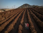 من القرن الإفريقي إلى الأرجنتين .. كيف يهدد التغير المناخي الزراعة؟
