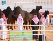 مهرجان الملك عبدالعزيز للإبل يكشف عن شروط وآلية المشاركة في شوط نخبة النخبة