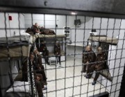 هيئة الأسرى: إدارة سجون الاحتلال تشدد من إجراءاتها بحق المعتقلين في “عيادة الرملة”