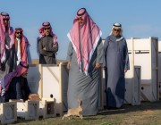 الأمير تركي بن محمد بن فهد يطلق عدداً من الكائنات الفطرية النادرة في محمية الإمام تركي بن عبدالله الملكية