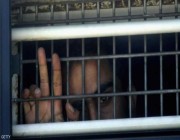 وفاة سابع معتقل فلسطيني في السجون الإسرائيلية منذ بدء الحرب