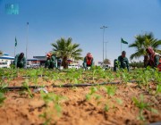 أمانة الجوف تنهي زراعة أكثر من 681 ألف زهرة شتوية في ميادين وشوارع سكاكا
