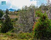 جبال منطقة الباحة تتزين ببياض أزهار أشجار اللوز
