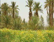 دعمًا لمبادرة «السعودية الخضراء».. مواطن يزيد المسطحات الخضراء والتنوع النباتي في مزرعته برفحاء