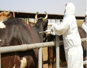 "وقاء" يبدأ تحصين أكثر من مليون رأس ماشية بالمنطقة الشرقية ضمن الحملة الوطنية الأولى ضد  الحمى القلاعية في 2024