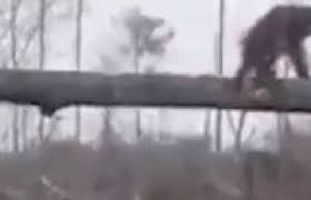 «قرد» يهاجم جرافة تهدم منزله في الغابة ويجبرها على التوقف (فيديو)