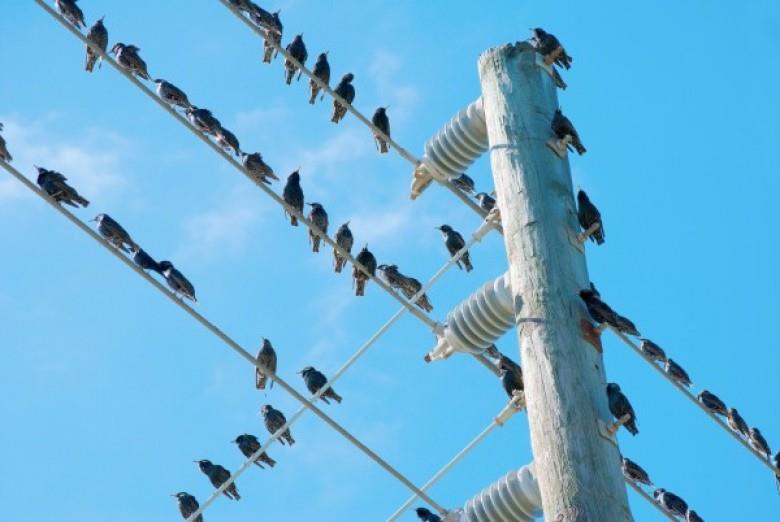 لماذا لا تتعرض الطيور للصعق كهربائيا عند وقوفها على أسلاك الضغط العالي؟.. شركة الكهرباء تجيب