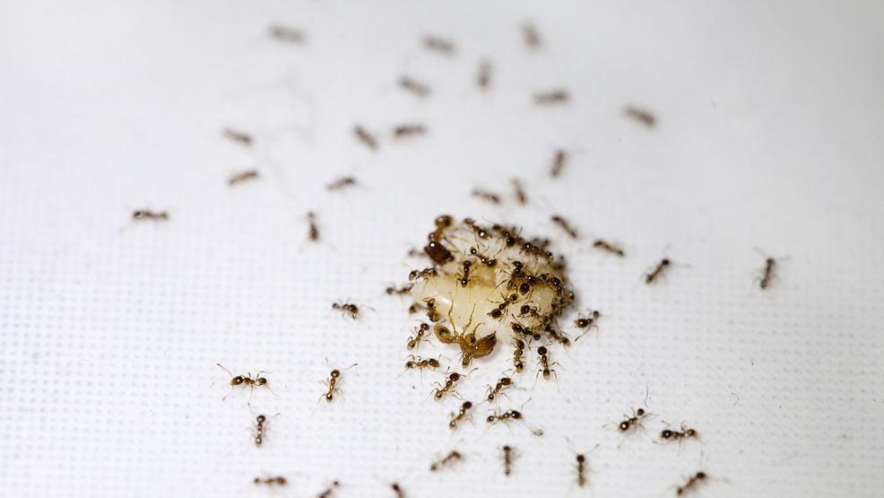 4 طرق تخلصك من النمل بدون اللجوء للمبيدات الحشرية