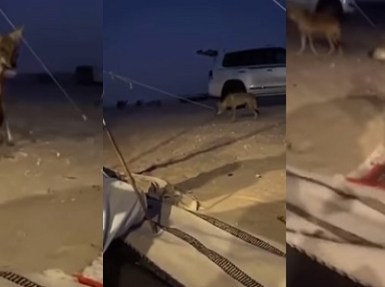 بالفيديو.. ذئاب مفترسة تحاصر مواطنين في الصحراء لالتهام تيس بحوزتهم