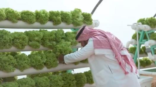 فيديو.. تعرّف على الزراعة بدون تربة في المملكة وكيف تسهم في زيادة المحاصيل