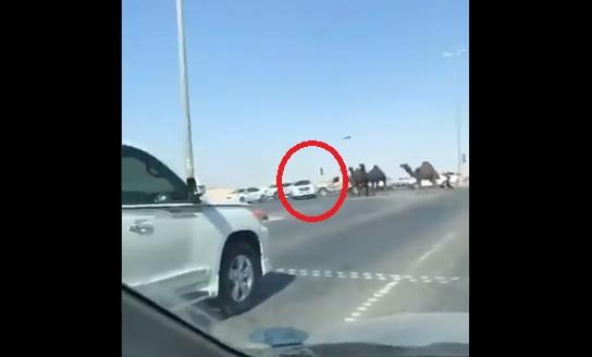 فيديو لقطيع من الإبل يعبر طريقاً عاماً ويتسبب في حـادث ويعيق الحركة المرورية