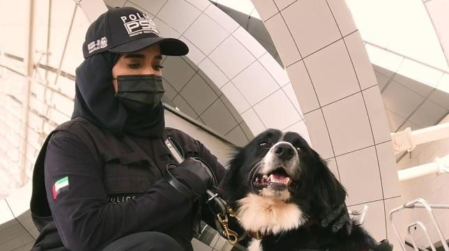 شاهد.. الإمارات تبدأ في استخدام الكلاب البوليسية للكشف عن المصابين بـ”كورونا”