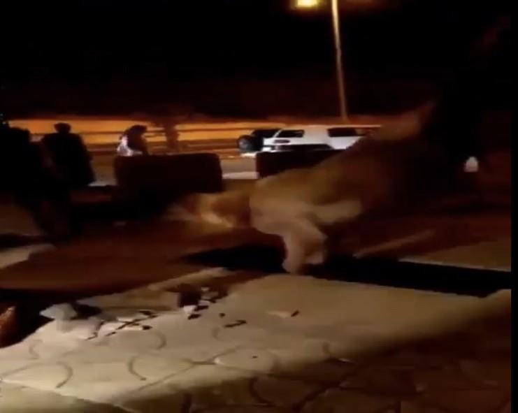 فيديو.. لحظة إنقاذ حصان سقط في حفرة بكورنيش حقل بتبوك