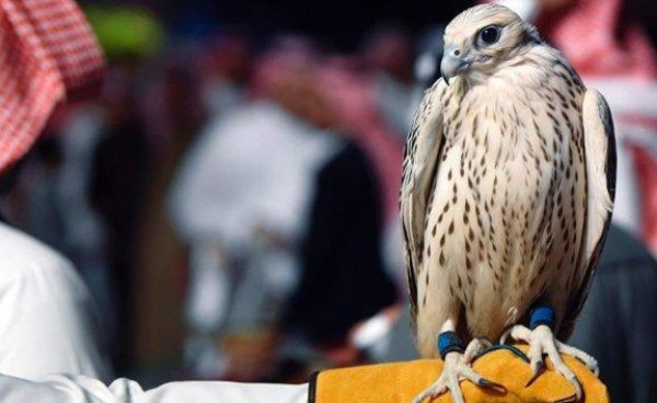 صقار سعودي يحول هواية صيد الصقور إلى رحلة عائلية بعائد مربح