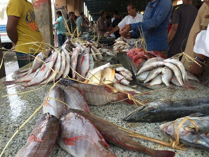 “البيئة” تحظر صيد أسماك “الناجل” و”الطرادي” بالبحر الأحمر لمدة شهرين