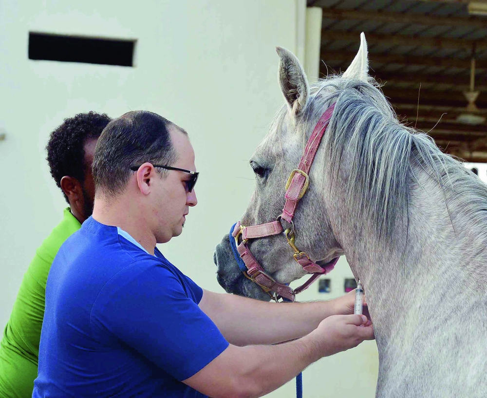 3 آلاف حصان في جدة بلا مركز طبي متخصص – أخبار السعودية