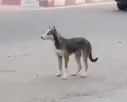 فيديو لشخص يطلق النار على كلب في منطقة سكنية بجازان.. والشرطة تقبض عليه