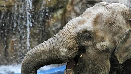 محكمة أمريكية تنظر في أول دعوى قضائية من فيل ضد حديقة الحيوان