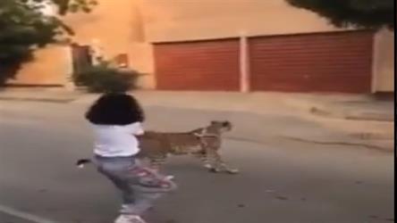 طفلة تتجول بحيوان مفترس في أحد الشوارع.. و”الحياة الفطرية” تتفاعل