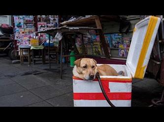 بيع حيوانات عبر الطرود البريدية يثير ضجة في الصين