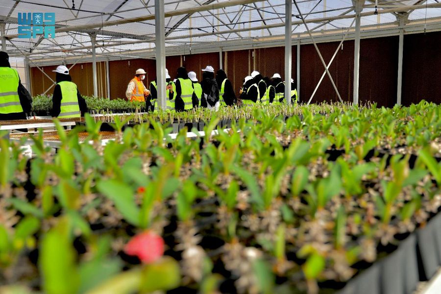 شركة البحر الأحمر: نعمل على استزراع 15 مليون نبتة لإثراء الغطاء النباتي في بيئة المشروع