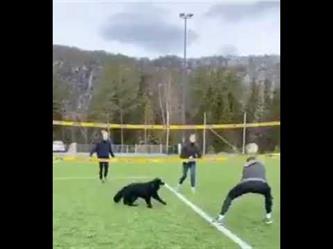 كلب يشارك بفعالية في مباراة للكرة الطائرة